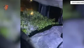 Shkodër/ Sekuestrohen 2500 fidanë kanabisi, arrestohen dy persona