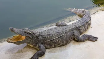 Si lindi shprehja “lotët e krokodilit”? Arsyeja pse zvarranikët e mëdhenj qajnë vërtet