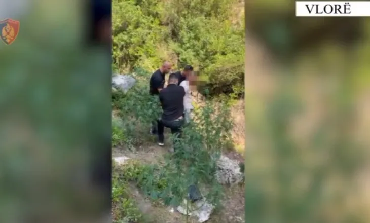 S’ndalet kultivimi i kanabisit, zbulohet parcela në Dukat