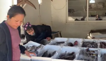 Të huajt zgjedhin Shqipërinë për punë, kryesojnë Filipinet, India dhe Egjipti