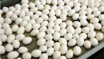 Të paktën 306 persona të infektuar me salmonelë në Belgjikë në një shpërthim të lidhur me vezët