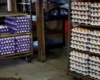 Tërheqje masive e vezëve në SHBA për shkak të shpërthimit të salmonelës, rreth 100 persona të sëmurë –