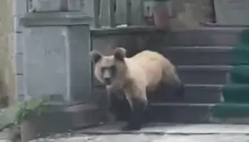 VIDEO / Ndodh në Devoll! Ariu hyn dhe shkakton dëme në objektin e shenjtë të Dobërgorës