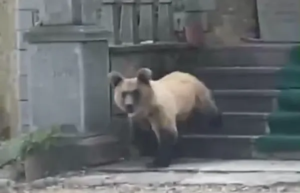 VIDEO / Ndodh në Devoll! Ariu hyn dhe shkakton dëme në objektin e shenjtë të Dobërgorës