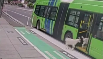 VIDEO virale nga SHBA-të, dhitë ‘pasagjere’ hipin në urbanin e Oregonit, shikoni pamjet!