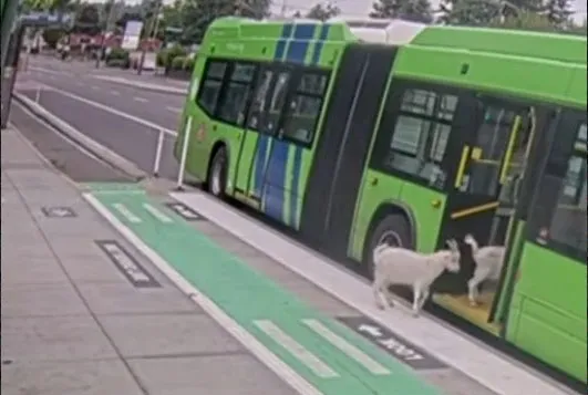 VIDEO virale nga SHBA-të, dhitë ‘pasagjere’ hipin në urbanin e Oregonit, shikoni pamjet!