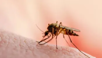 Virusi i Nilit Perëndimor alarmon Maqedoninë e Veriut