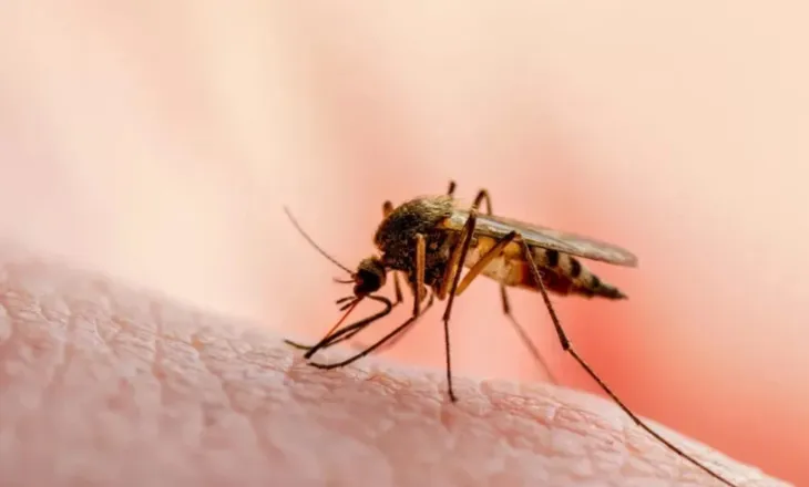 Virusi i Nilit Perëndimor alarmon Maqedoninë e Veriut