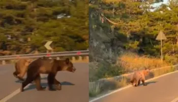 Vizitë e rrallë/ Dy arinj shfaqen pranë urës së Karatit, në hyrje të Pukës