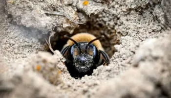 Zbulim i rrallë në Nju Jork, 5.5 milionë bletë fshiheshin nën tokën e një varreze