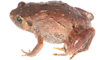 Zbulohen 7 lloje të reja bretkosash në Madagaskar pas 12 vitesh kërkime