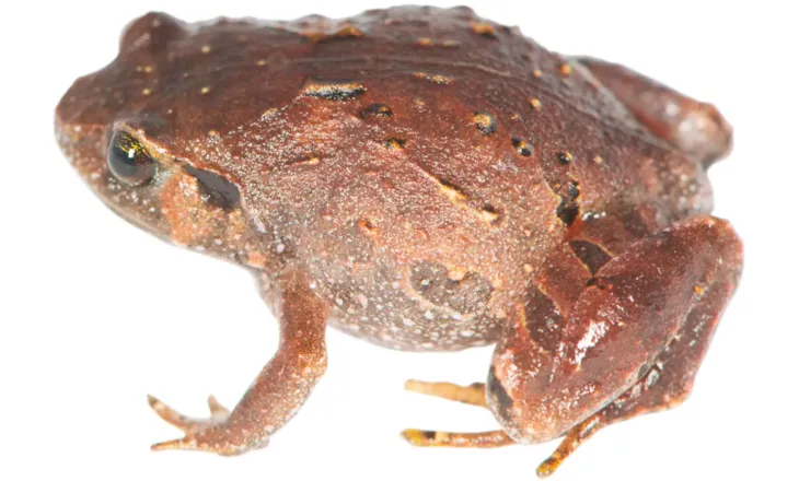 Zbulohen 7 lloje të reja bretkosash në Madagaskar pas 12 vitesh kërkime
