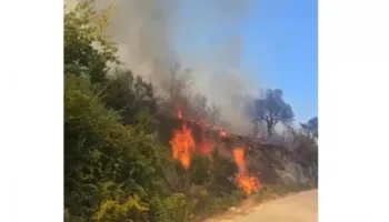 Zjarr në Drenovë të Mallakastrës, flakët përfshijnë ullishtet