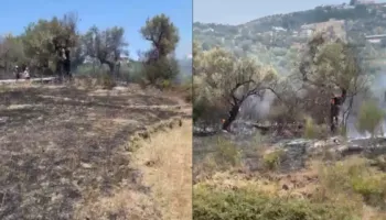 Zjarr në fshatin Trevllazër në Novoselë,  shkrumbohen sipërfaqe të tëra me ullinj shekullorë! Zjarrfikësit…