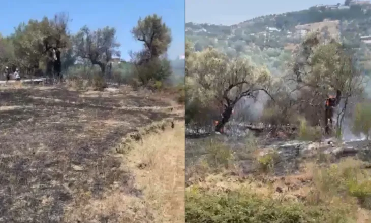 Zjarr në fshatin Trevllazër në Novoselë,  shkrumbohen sipërfaqe të tëra me ullinj shekullorë! Zjarrfikësit…