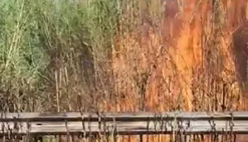 Zjarr në Novoselë, flakët favorizohen nga temperaturat e larta dhe era e fortë