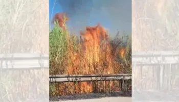 Zjarr në Novoselë të Vlorës, temperaturat e larta dhe era e fortë favorizojnë përhapjen e zjarrit në ullishte