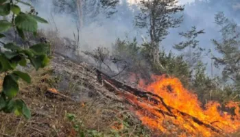 Zjarr në pyjet e ahut në malësinë e Prrenjasit/ Forcat zjarrfikëse luftë me flakët në terren të vështirë malor
