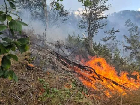 Zjarr në pyjet e ahut në malësinë e Prrenjasit/ Forcat zjarrfikëse luftë me flakët në terren të vështirë malor