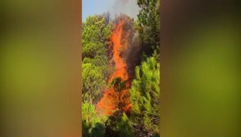 Zjarr në Rriban të Mallakastrës, digjet zona pyjore/ Terreni vështirëson ndërhyrjen e shpejtë