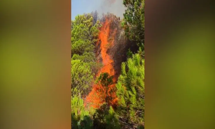 Zjarr në Rriban të Mallakastrës, digjet zona pyjore/ Terreni vështirëson ndërhyrjen e shpejtë