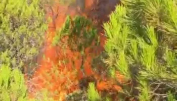 Zjarr në zonën pyjore të Rribanit në Mallakastër
