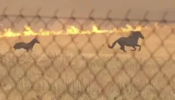 Zjarret katasrofike në Greqi/ Kuajtë e trembur vrapojnë për t’u shpëtuar flakëve