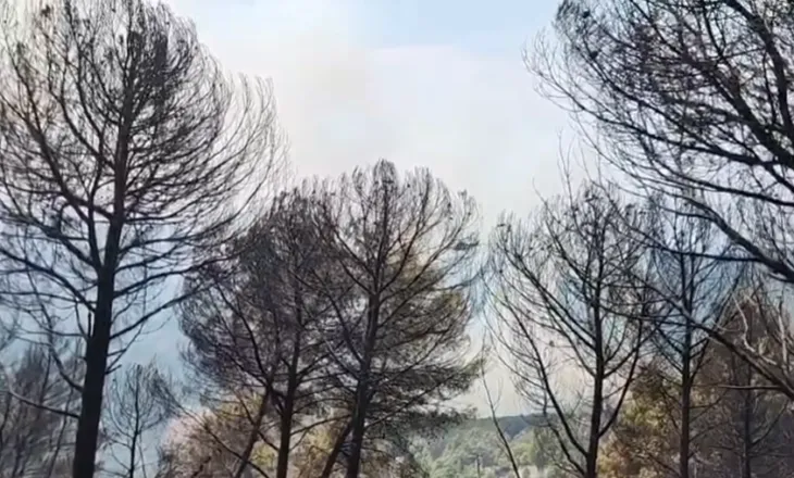 Zjarret në Mallakastër, vihet nën kontroll vatra pranë Cfirit, flakët avancojnë drejt Ngraçanit