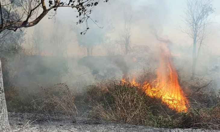 Zjarri del jashtë kontrollit në Mallakastër, flakët afrohen drejt fshatit Drenije