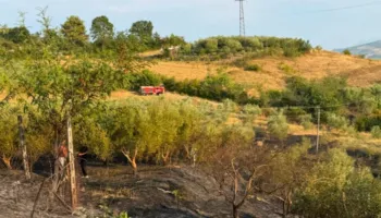 Zjarri në Cërrik vihet nën kontroll, digjen rreth 2 hektarë tokë dhe 250 rrënjë ullinj