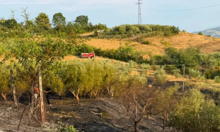 Zjarri në Cërrik vihet nën kontroll, digjen rreth 2 hektarë tokë dhe 250 rrënjë ullinj