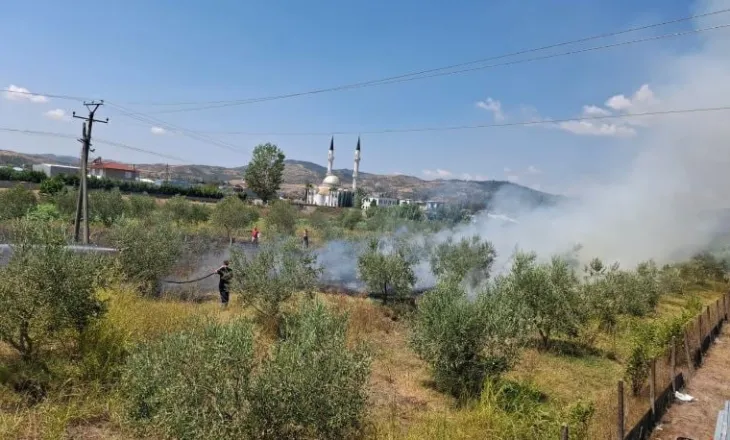 Zjarri përfshin parcelën me ullinj në Cërrik, flakët rrezikojnë banesat, në terren forca të shumta zjarrfikëse