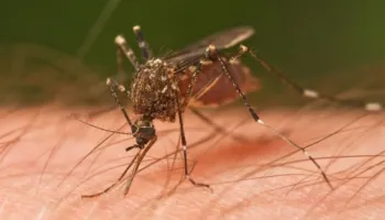 Alarm në Gjermani, dy të vdekur nga malaria në Frankfurt! Dyshohet se mushkonjat e infektuara janë transportuar përmes fluturimeve