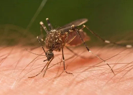 Alarm në Gjermani, dy të vdekur nga malaria në Frankfurt! Dyshohet se mushkonjat e infektuara janë transportuar përmes fluturimeve