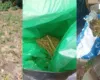 Çifti në Kolonjë “mbush” pyllin me kanabis, arrestohen nga Policia (FOTO)