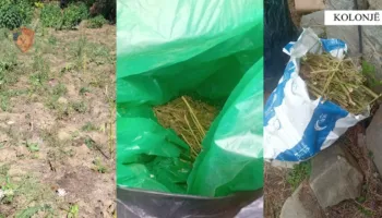 Çifti në Kolonjë “mbush” pyllin me kanabis, arrestohen nga Policia (FOTO)