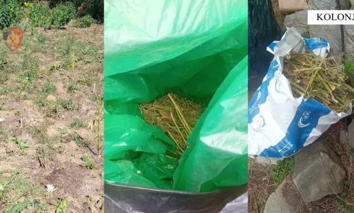 Çifti në Kolonjë “mbush” pyllin me kanabis, arrestohen nga Policia (FOTO)