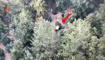 Droni ‘spiunon’ parcelën me drogë në mes të pyllit, arrestohet 37-vjeçari në Mirditë! U kap teksa vadiste hashashin