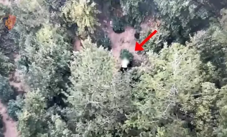 Droni ‘spiunon’ parcelën me drogë në mes të pyllit, arrestohet 37-vjeçari në Mirditë! U kap teksa vadiste hashashin