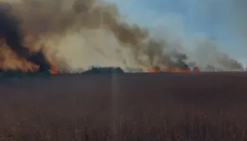 Fier/ Katër vatra zjarri në pyllin e Semanit, afër grykëderdhjes, flakët përhapen me shpejtësi