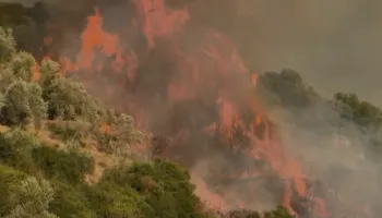 Fier/ Ndez zjarr për mbeturina, flakët përhapen në ullishte, shoqërohet 78-vjeçari