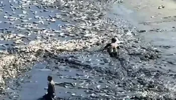 Katastrofë mjedisore në Lushnje, rezervuari thahet dhe tonelata peshqish mbeten në baltë