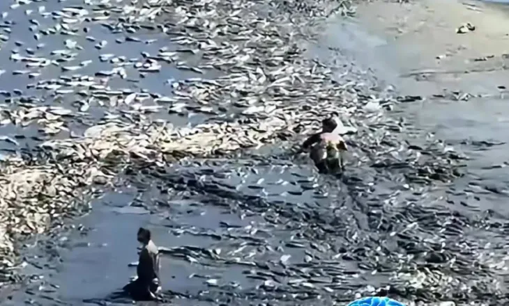 Katastrofë mjedisore në Lushnje, rezervuari thahet dhe tonelata peshqish mbeten në baltë