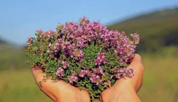 Kjo bimë aromatike mund të ndihmojë në largimin e mushkonjave