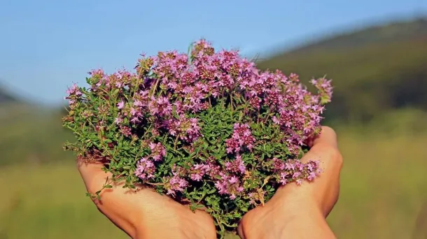 Kjo bimë aromatike mund të ndihmojë në largimin e mushkonjave