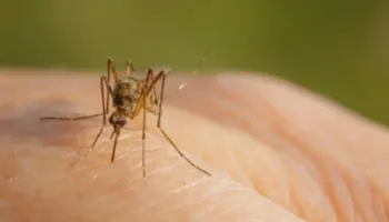 Konfirmohet rasti i dytë i infektimit me virusin e Nilit Perëndimor në Shqipëri