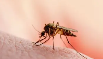 Maqedonia e Veriut në alarm nga virusi i Nilit Perëndimor, 8 viktima dhe 56 raste
