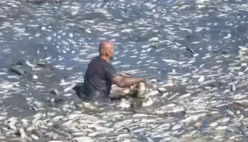 Masakër mjedisore në Lushnjë, 32 mln lekë tender për të tharë liqenin