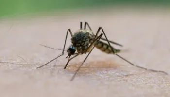 Mbi 1 mijë të infektuar me virusin e Nilit Perëndimor në Evropë