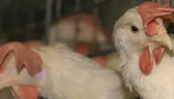 Mishi nga Tajlanda drejt BE-së përmes Kosovës, raporti i KE ngre pikëpyetje për kontrollet